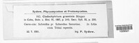 Physoderma graminis image